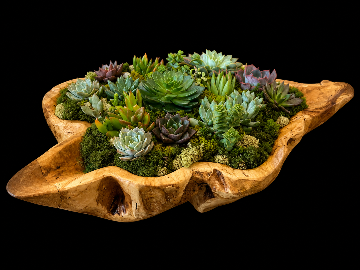 Teak Succulent Centerpiece — botanical art by April Stiles