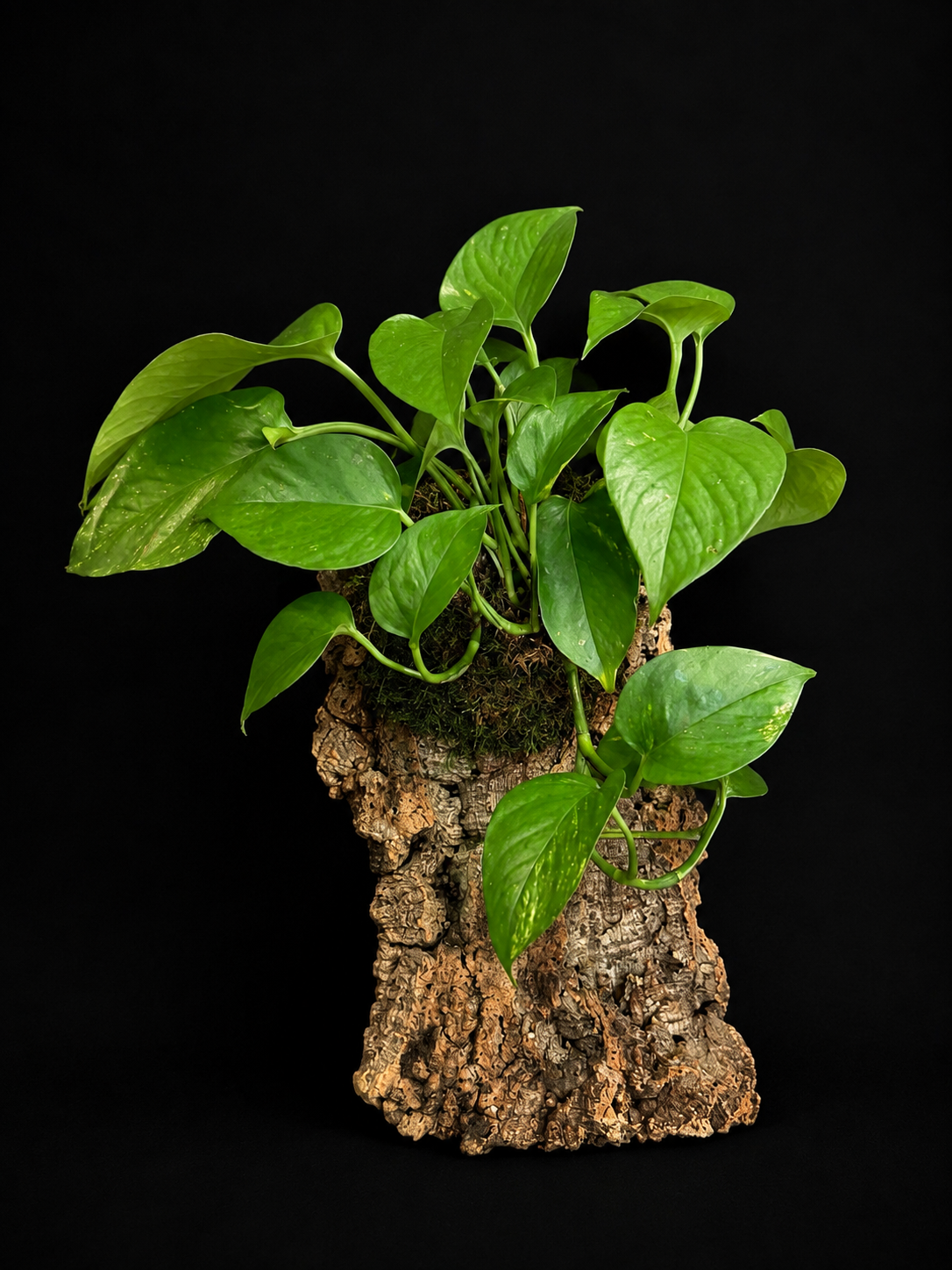 Cork Wood Golden Pothos — botanical art by April Stiles