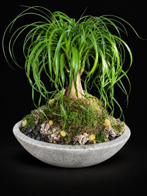 Desert Cascade - Ponytail Palm Botanical Sculpture — botanical art by April Stiles