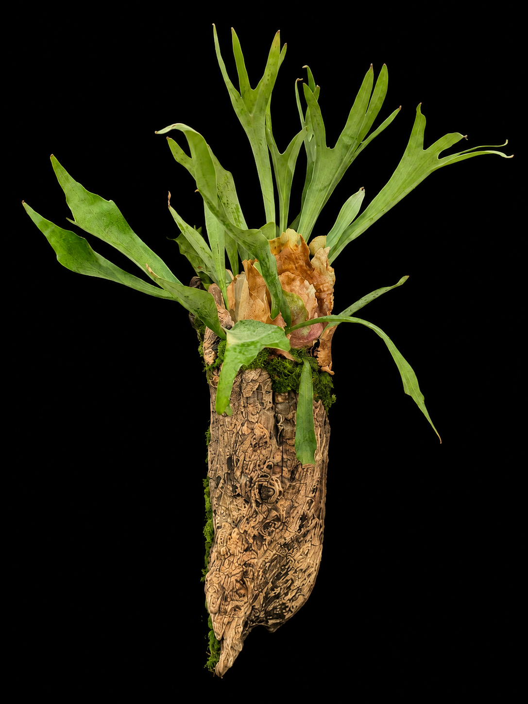 Cork Wood Staghorn Fern — botanical art by April Stiles
