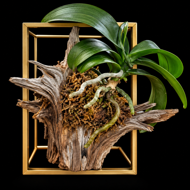 Gilded Wild Orchid — botanical art by April Stiles