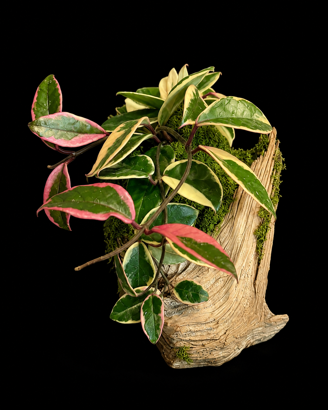 Driftwood Hoya 'Krimson Queen' — botanical art by April Stiles