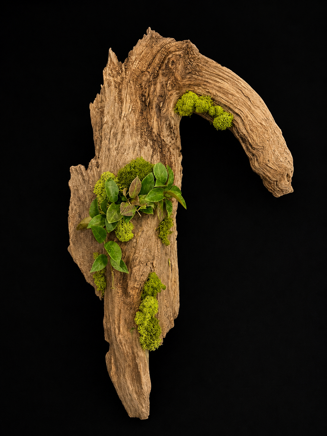 Driftwood Hoya Wax Plant — botanical art by April Stiles