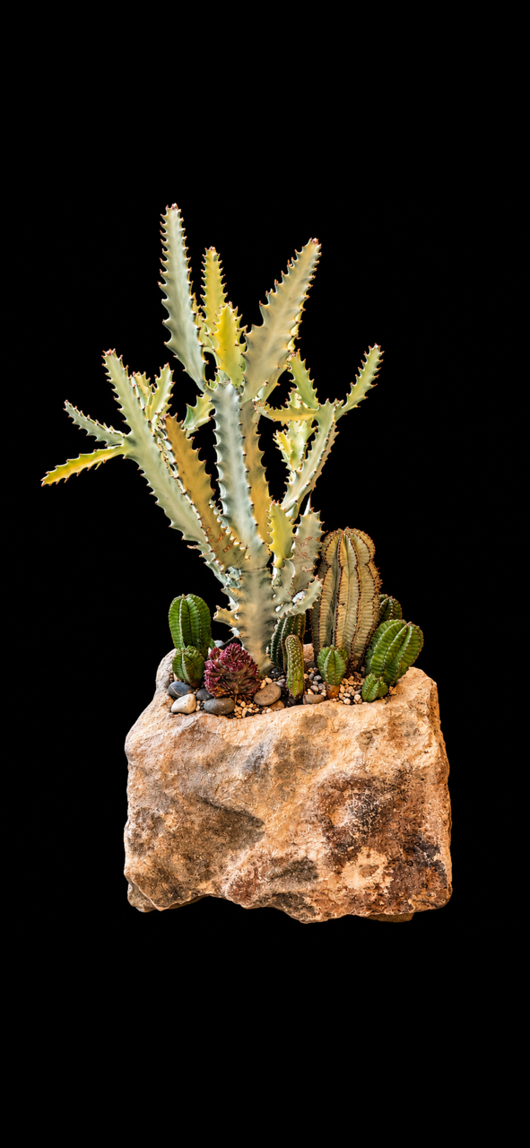 Desert Relic — botanical art by April Stiles