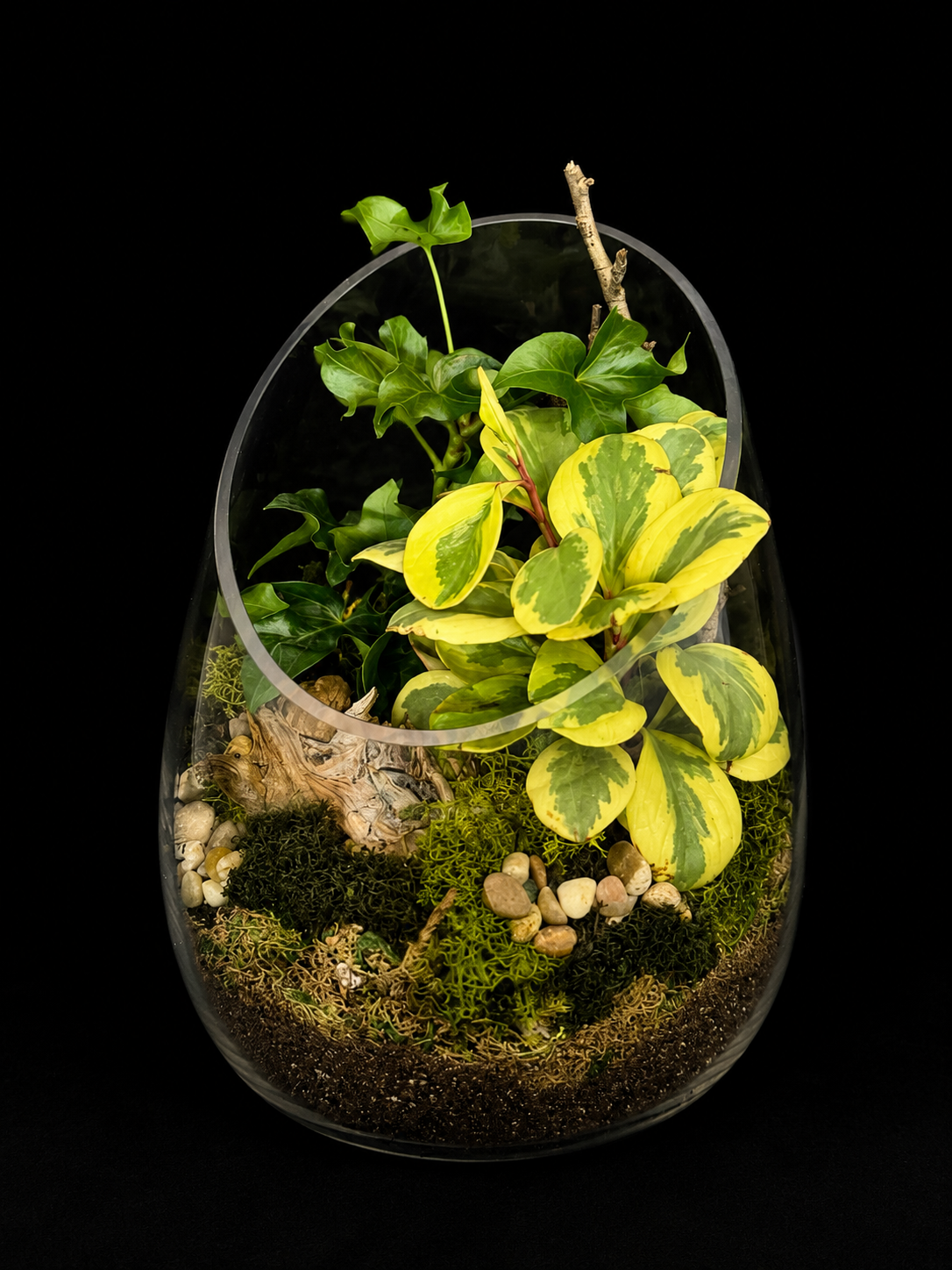 Baby Rubber Plant & Curly Pothos Terrarium — botanical art by April Stiles